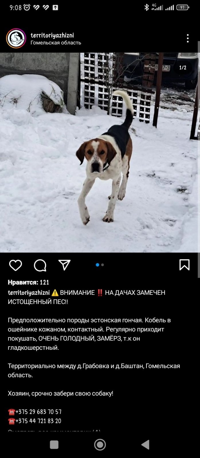 Найдена собака в Гомеле — На дачах прибился пёс. ИЩЕМ СТАРЫХ или новых хозяев.