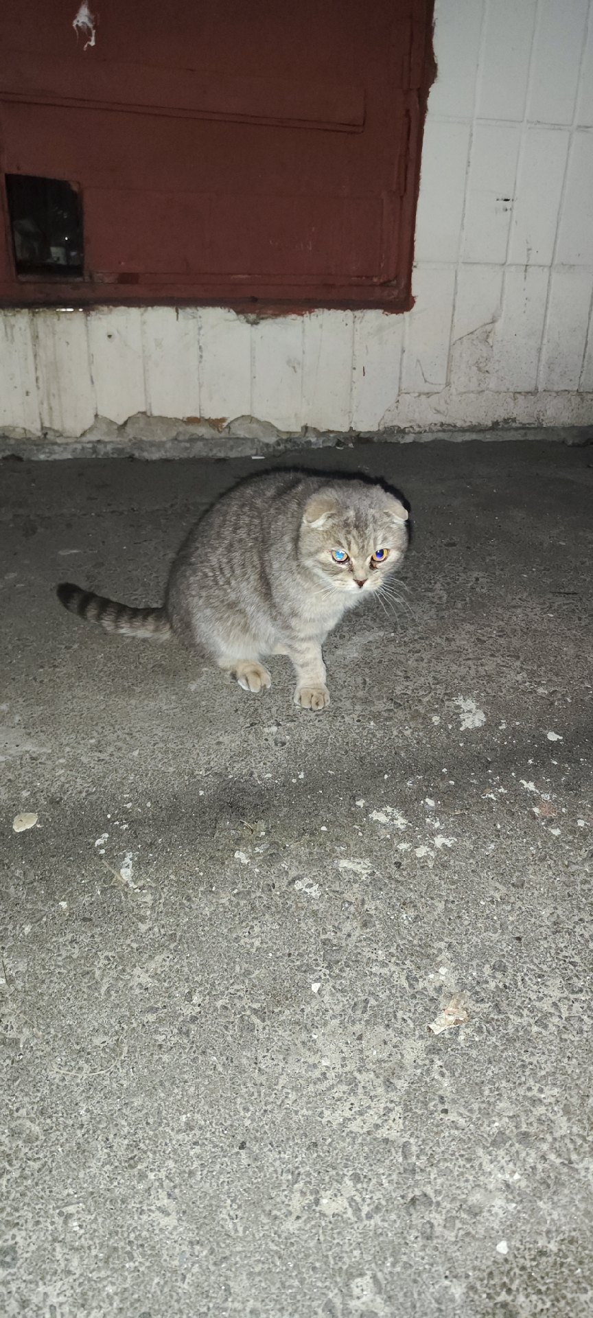 Найдена кошка в Гомеле — СРОЧНО!!