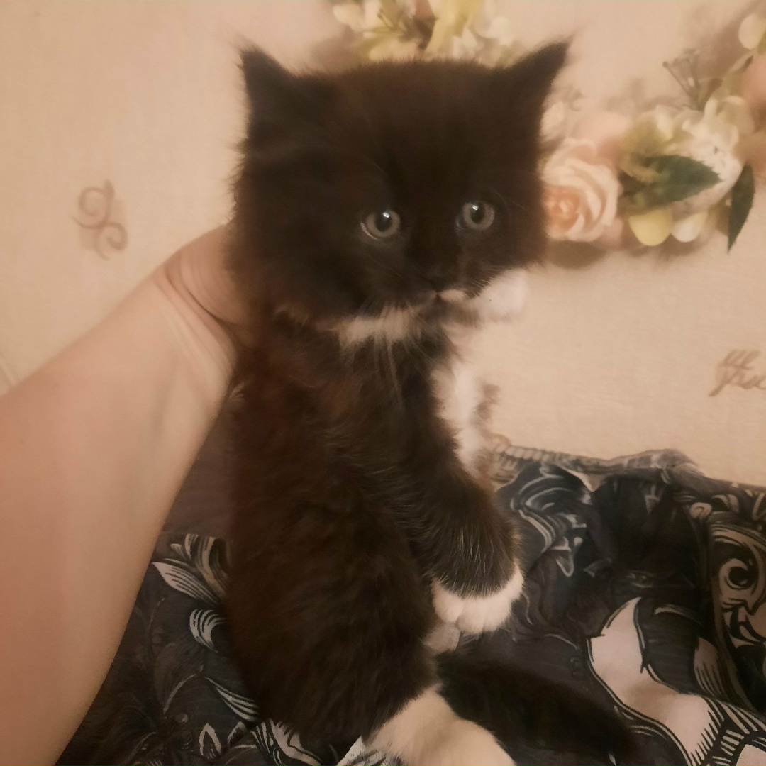 Найдена кошка в Гомеле — SOS! Был найден котёнок-девочка. В районе старого аэродрома.