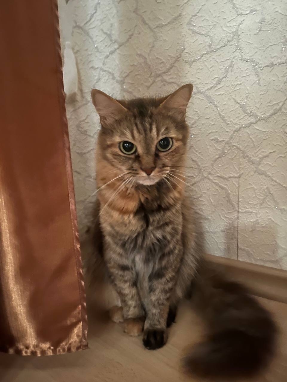 Пропала кошка в Гомеле — фото объявления