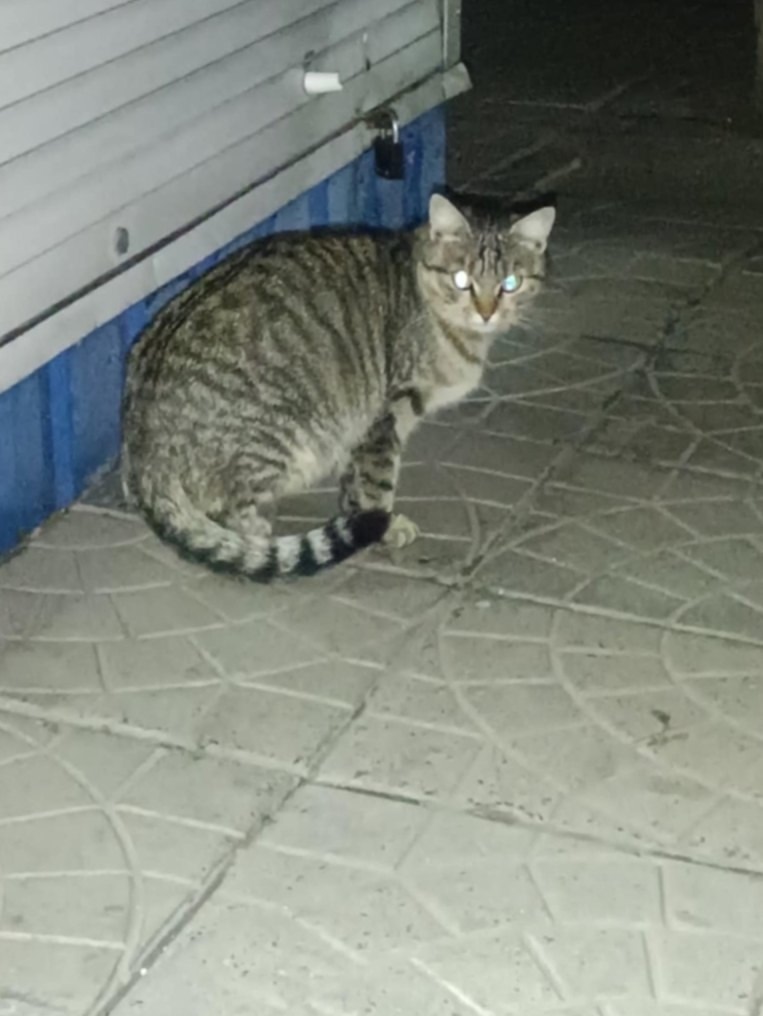 Найдена кошка в Гомеле — ЗАМЕЧЕНА КОШКА!