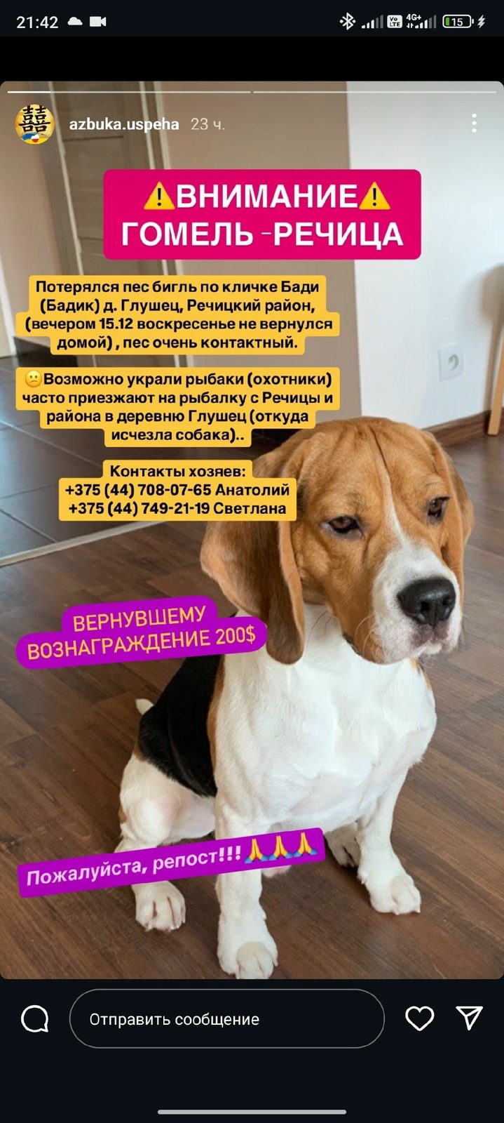 Пропала собака в Гомеле — Добрый вечер. Потерялся пёс бигль по кличке Бади. Вся информация приведена на фото.