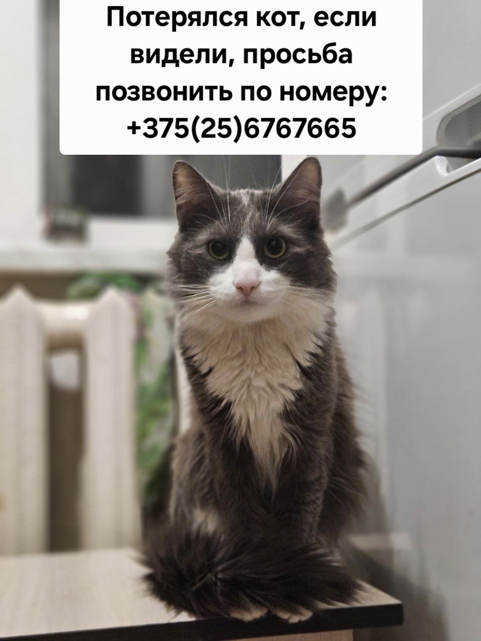 Пропала кошка в Гомеле — Добрый вечер, пропал кот по улице братьев Лизюковых 6а, кто увидит, большая просьба позвонить по номеру…