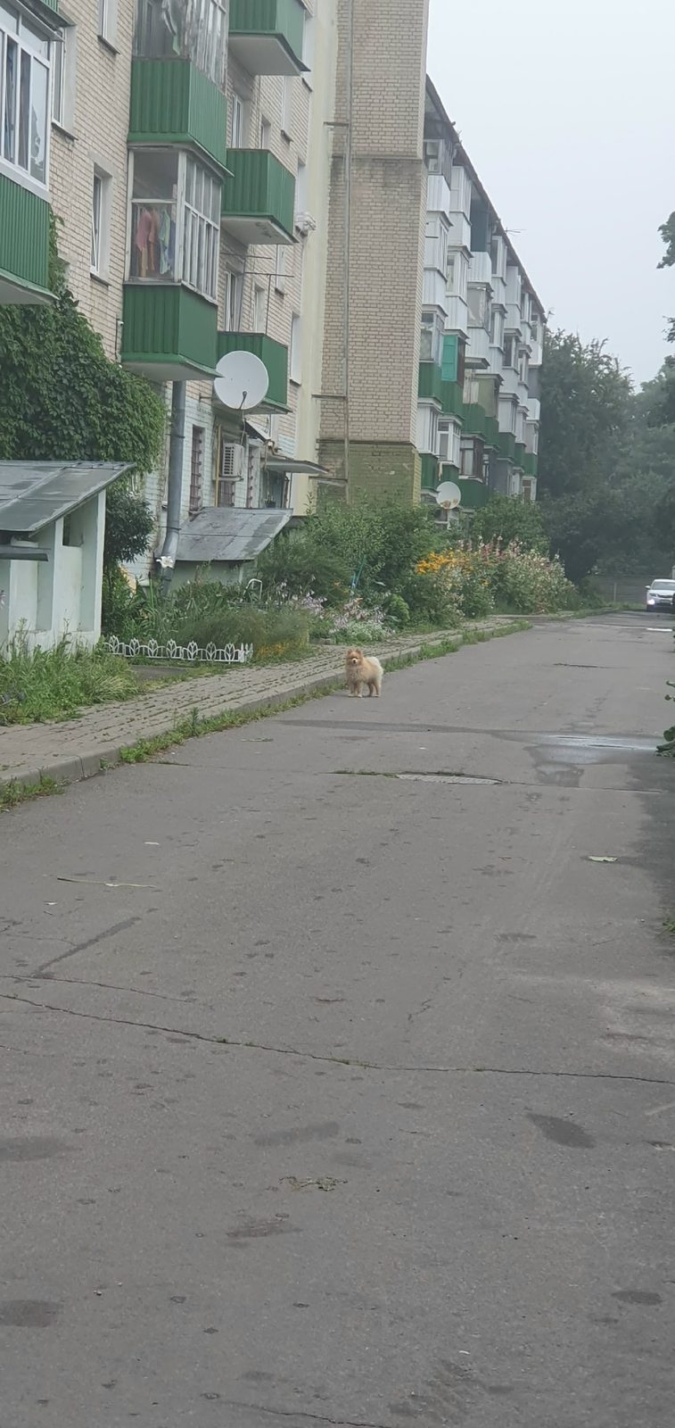 Найдена собака в Гомеле — Гомель, в р-не кинотеатра Октябрь ул. Барыкина 123 бегает шпиц без ошейника, может кто то ищет…
