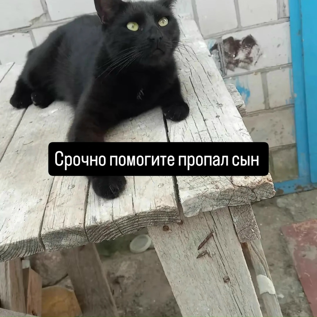 Пропала кошка в Гомеле — фото объявления