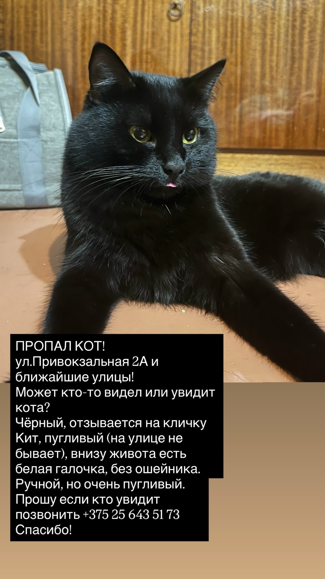 Пропала кошка в Гомеле — фото объявления