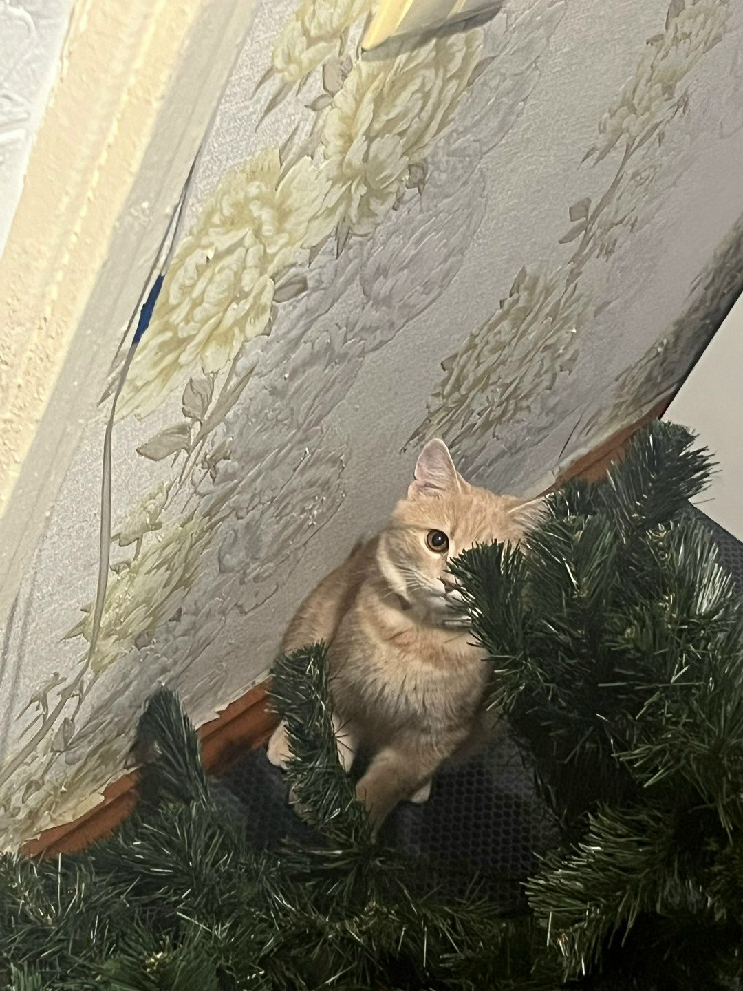 Пропала кошка в Гомеле — фото объявления