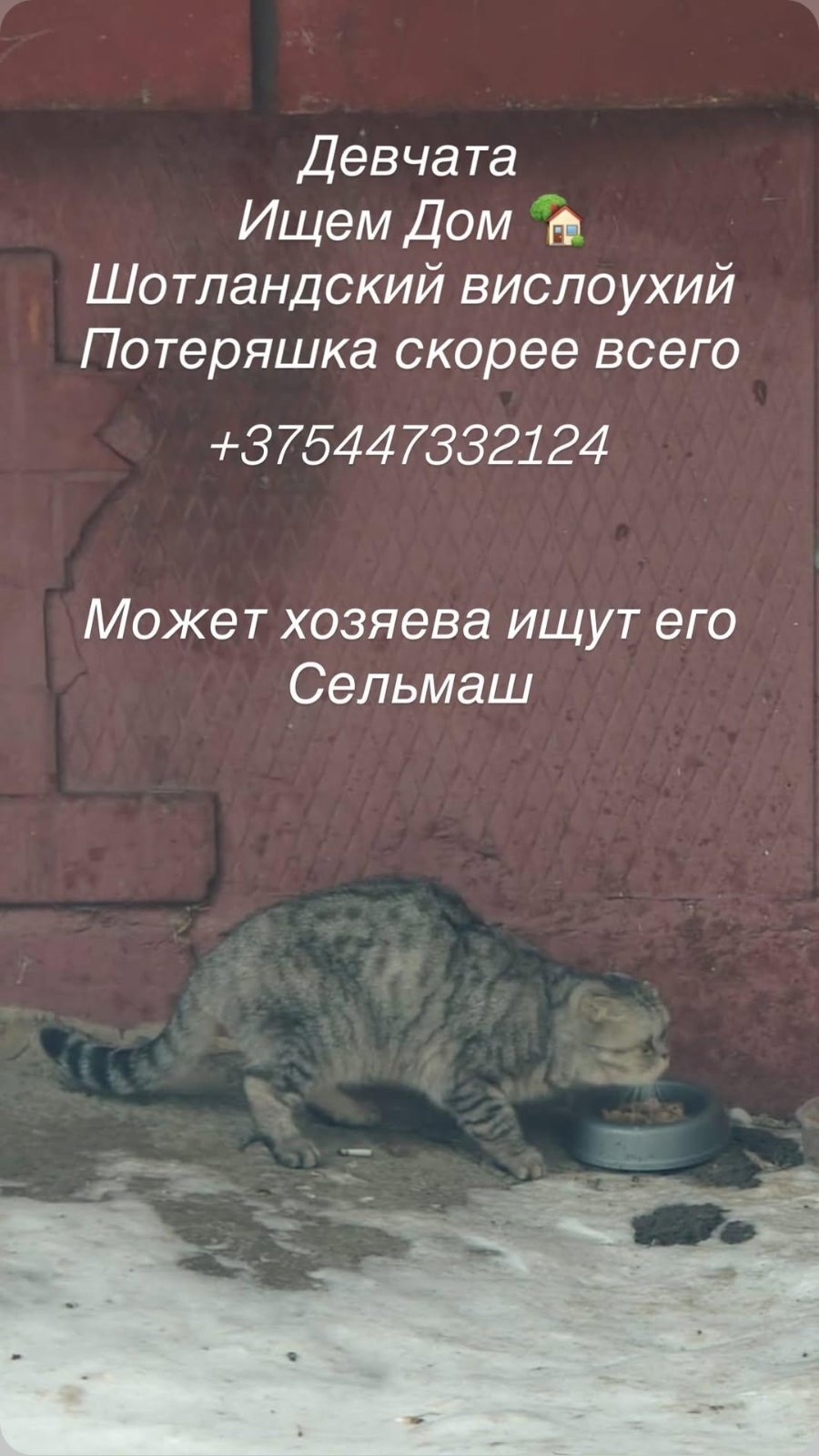 Найдена кошка в Гомеле — Здравствуйте! Найден котик на сельмаше, возле озера на Фадеева.