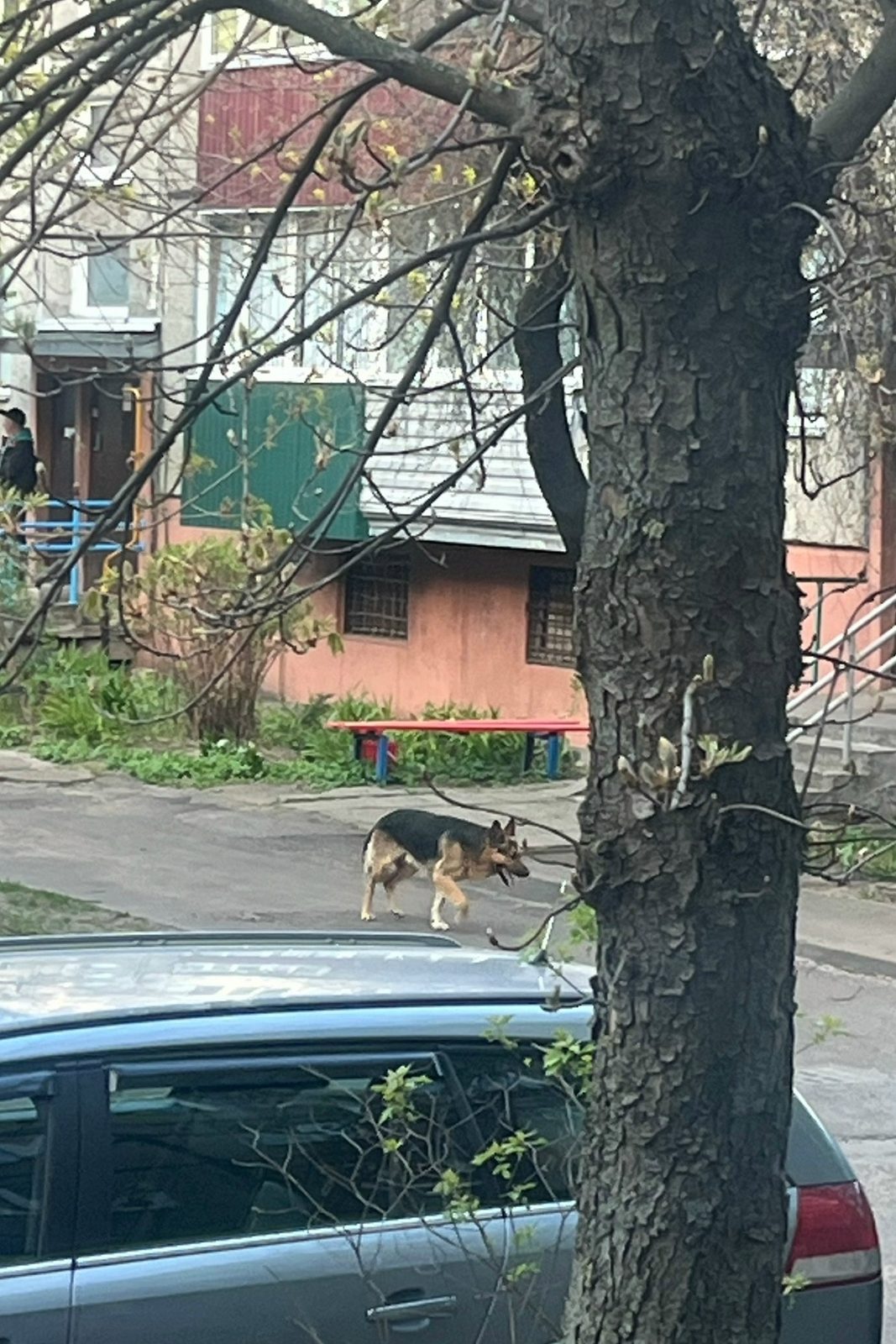 Найдена собака в Гомеле — Второй день уже бегает во дворе молодая собачка овчарки, явно или потерялась или сбежала