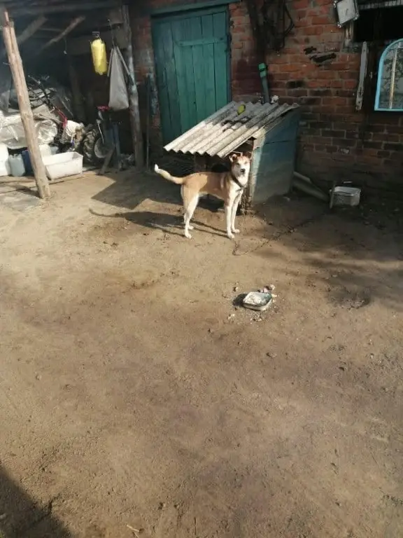 Пропала собака в Гомеле — Помогите пожалуйста найти нашего пса😭!🆘🆘🆘🆘🆘