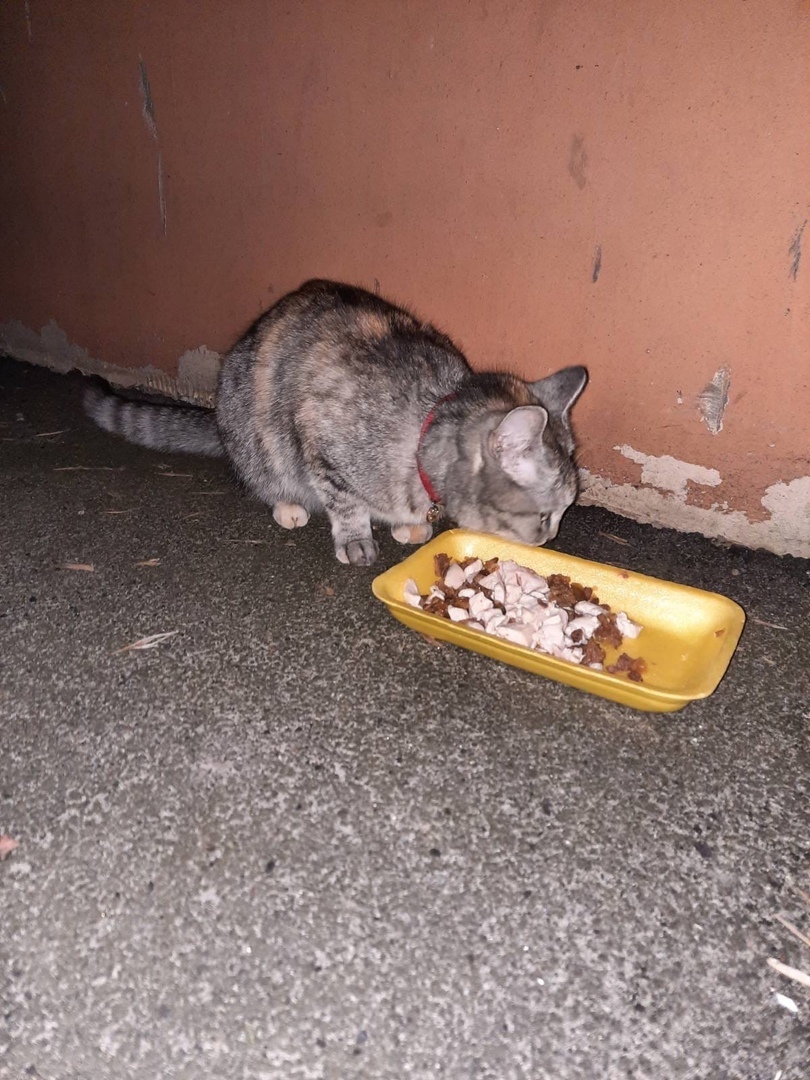 Найдена кошка в Гомеле — ЗАМЕЧЕН КОТ/ КОШКА.