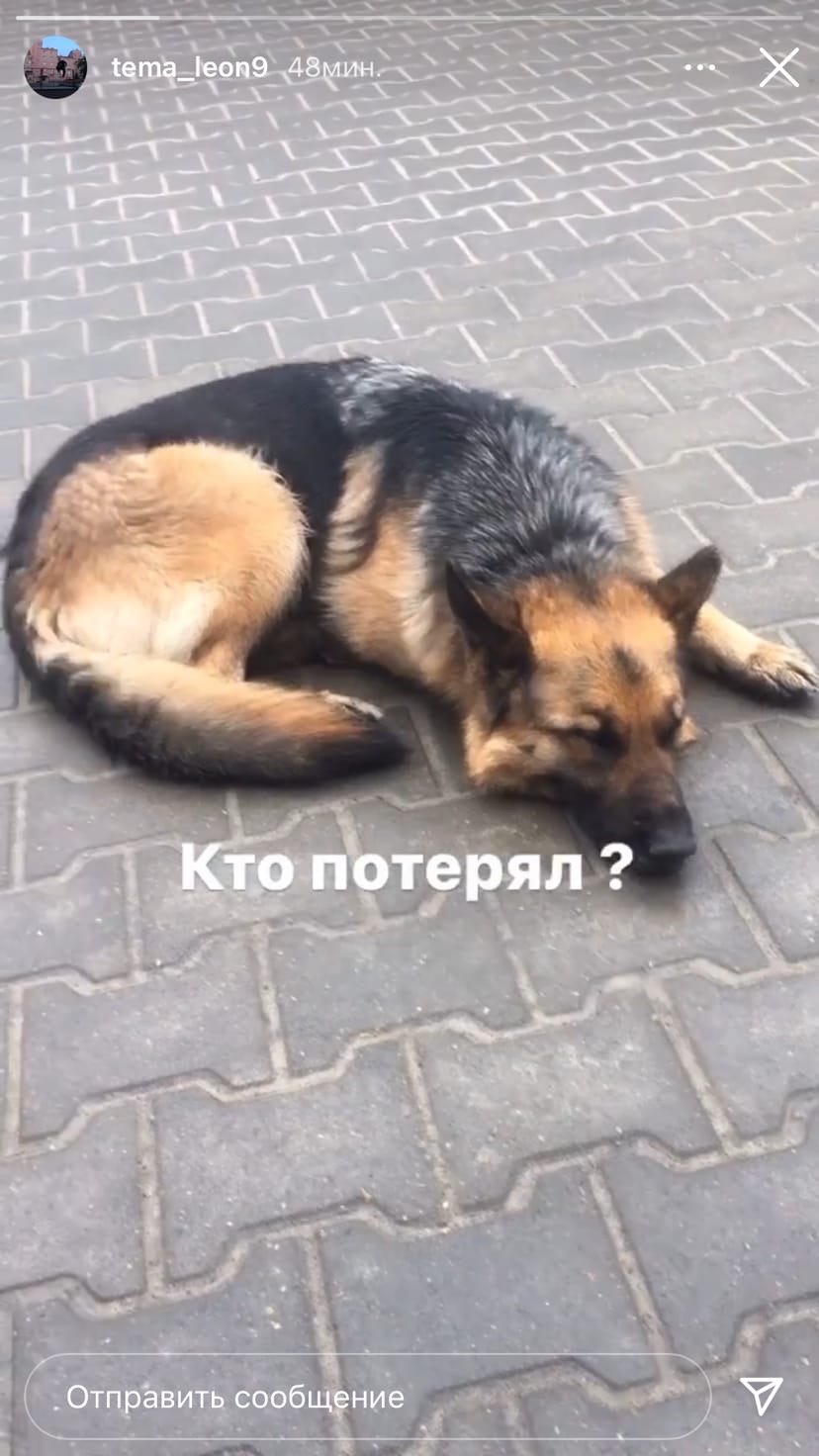 Найдена собака в Гомеле — фото объявления