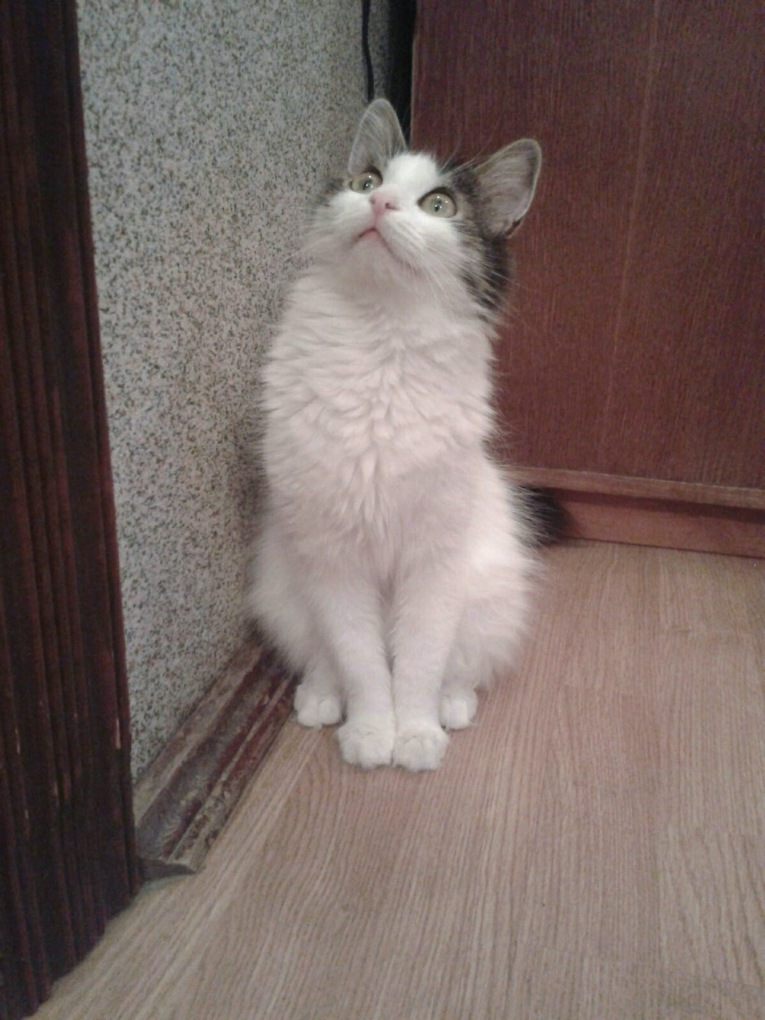 Найдена кошка в Гомеле — фото объявления