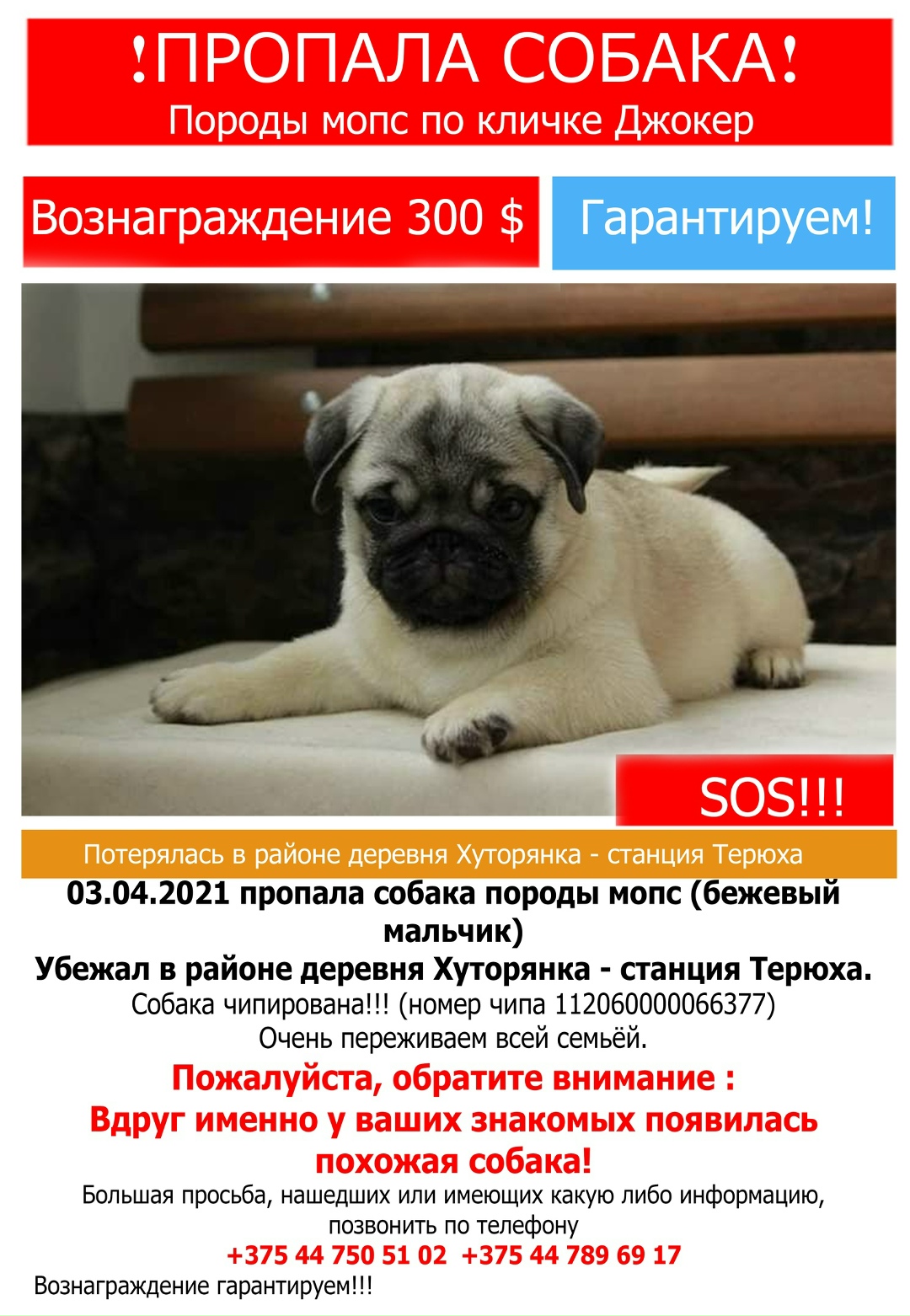 Найдена собака в Гомеле — гомель #пропаласобака #репост #пропаласобакагомель #пропалмопс #потеряласьсобакагомель #гомельмопс…