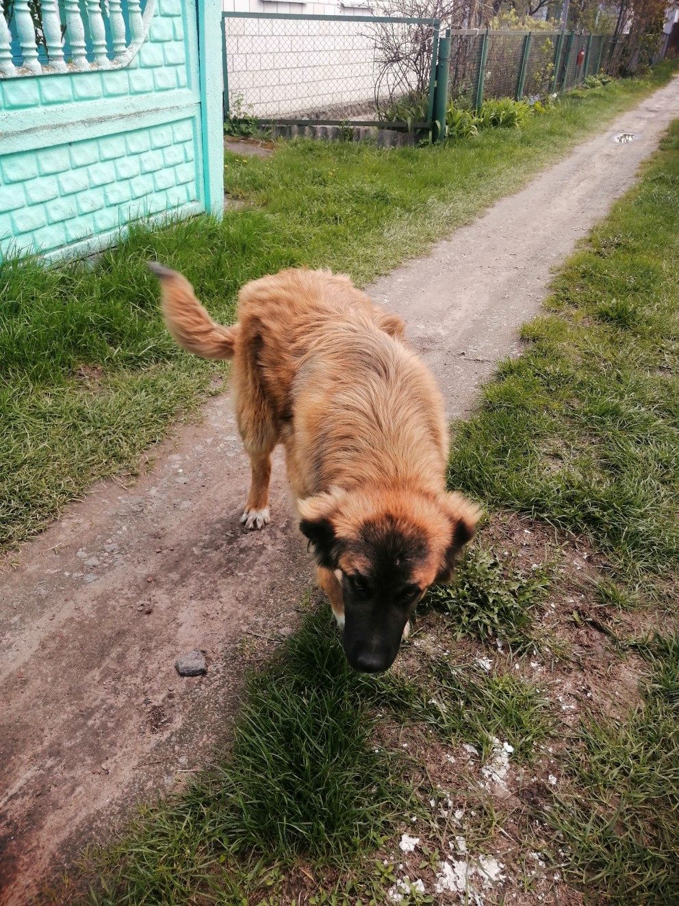 Найдена собака в Гомеле — Добрый день! Найдена собака по кличке Черныш. Все вопросы по телефону +375445584966