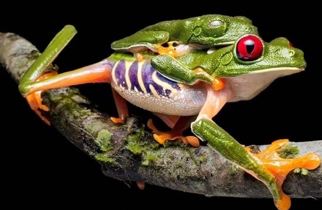 Объявление о питомце в Щучине — Квакша красноглазая (Agalychnis callidryas).🐸