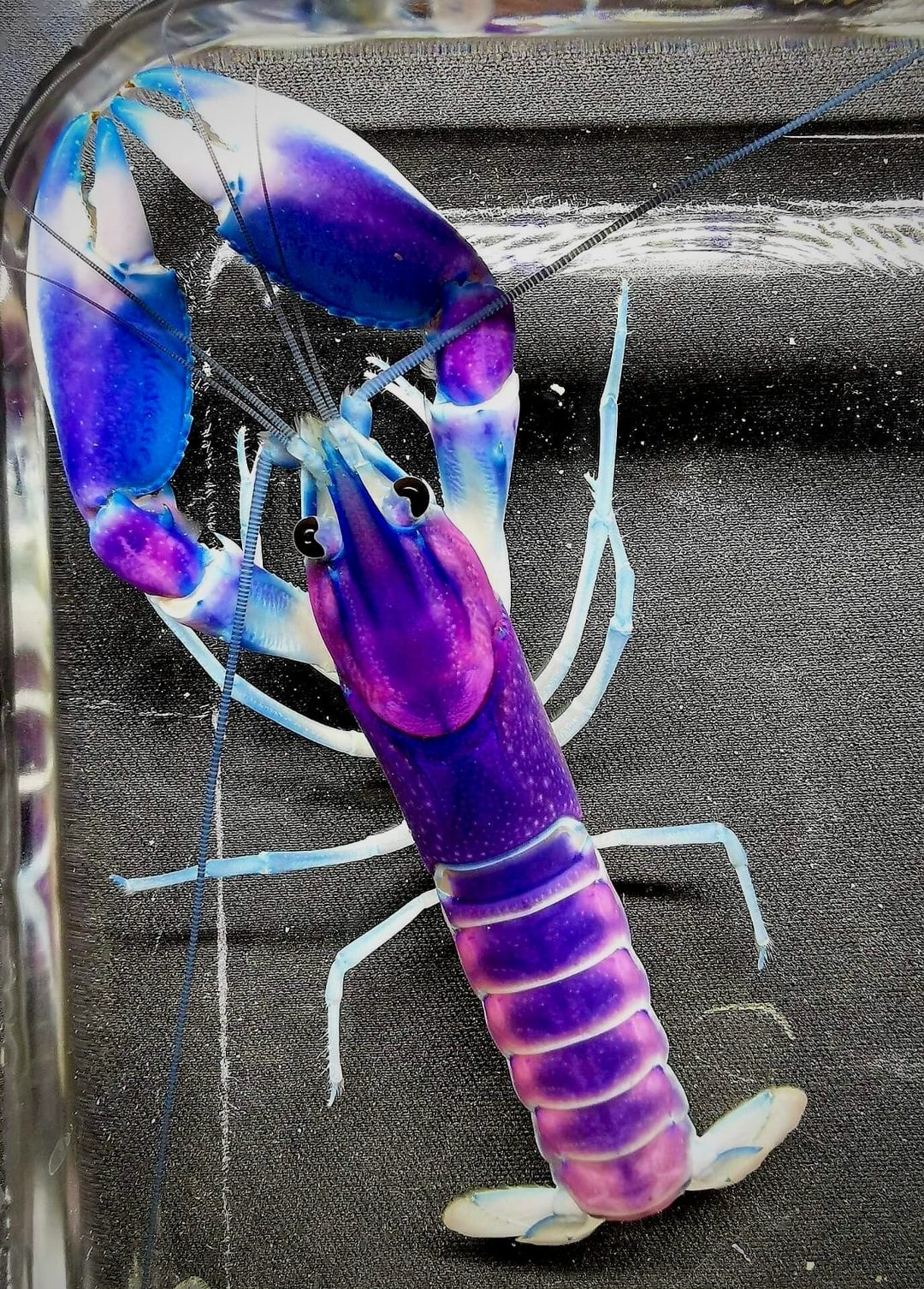 Найдена собака в Щучине — Великолепный пурпурный рак(Cherax pulcher).🦞