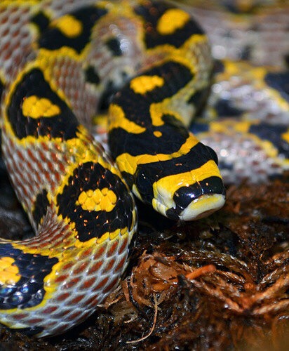 Объявление о питомце в Щучине — МАНДАРИНОВЫЙ ПОЛОЗ (ELAPHE MANDARINA)🐍