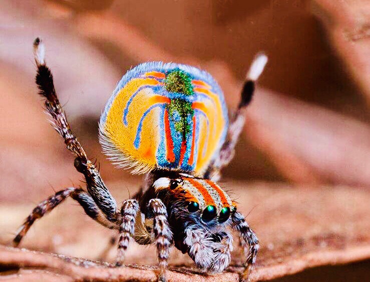 Объявление о питомце в Щучине — Павлиний паук «Maratus volans».🕷