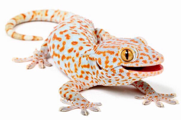 Объявление о питомце в Щучине — Геккон токи (Gekko gecko).🦎