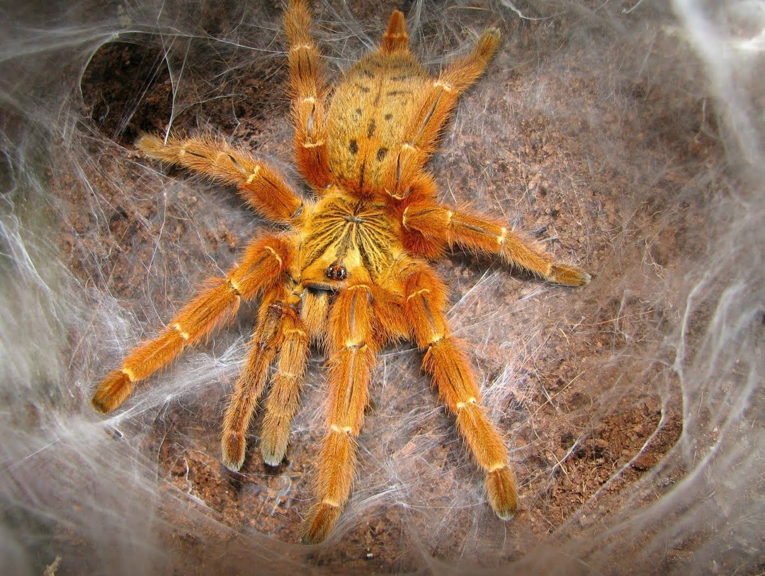 Объявление о питомце в Щучине — Птеринохилюс муринус (Pterinochilus murinus)🕷
