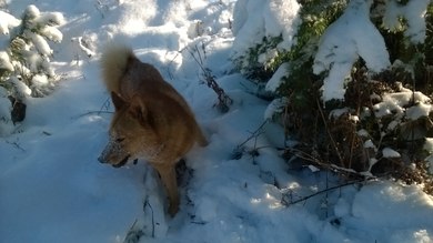Найдена собака в Орше — фото объявления