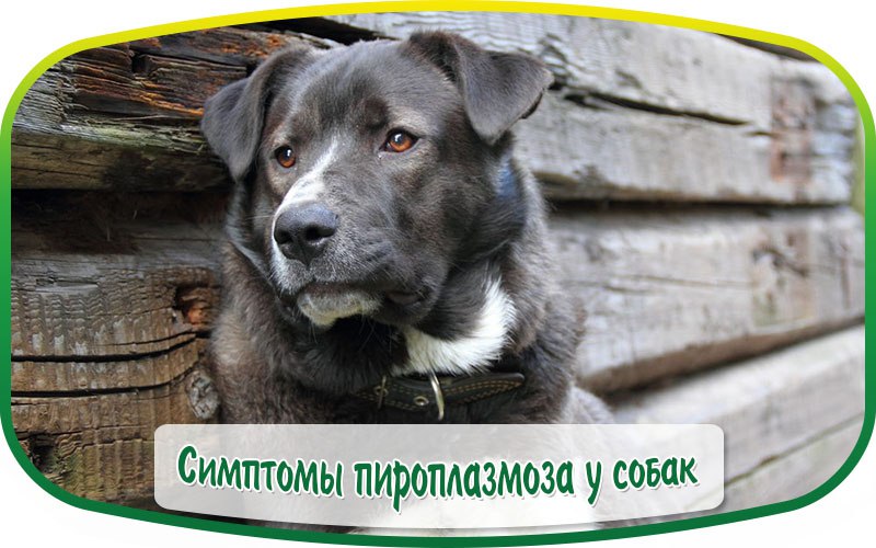Найдена собака в Пружанах — СИМПТОМЫ ПИРОПЛАЗМОЗА У СОБАК