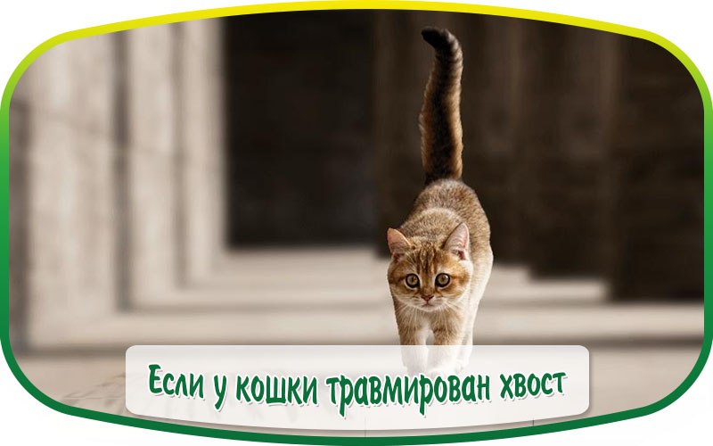 Найдена кошка в Пружанах — ЕСЛИ У КОШКИ ТРАВМИРОВАН ХВОСТ