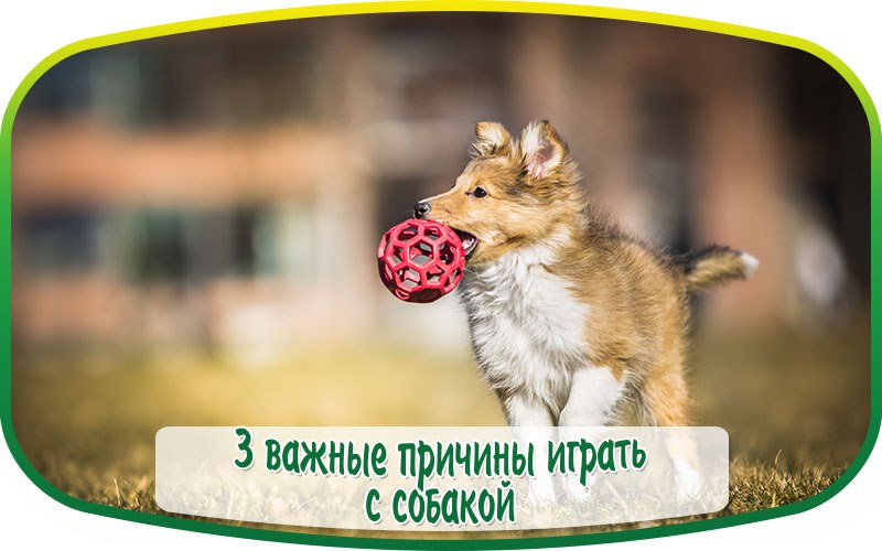 Найдена собака в Пружанах — ВАЖНЫЕ ПРИЧИНЫ ИГРАТЬ С ВАШЕЙ СОБАКОЙ