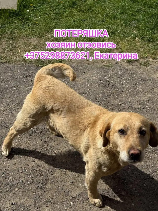 Найденная собака в Новогрудке: г. Новогрудок. Найдена собака в Новогрудке — г. Новогрудок.
