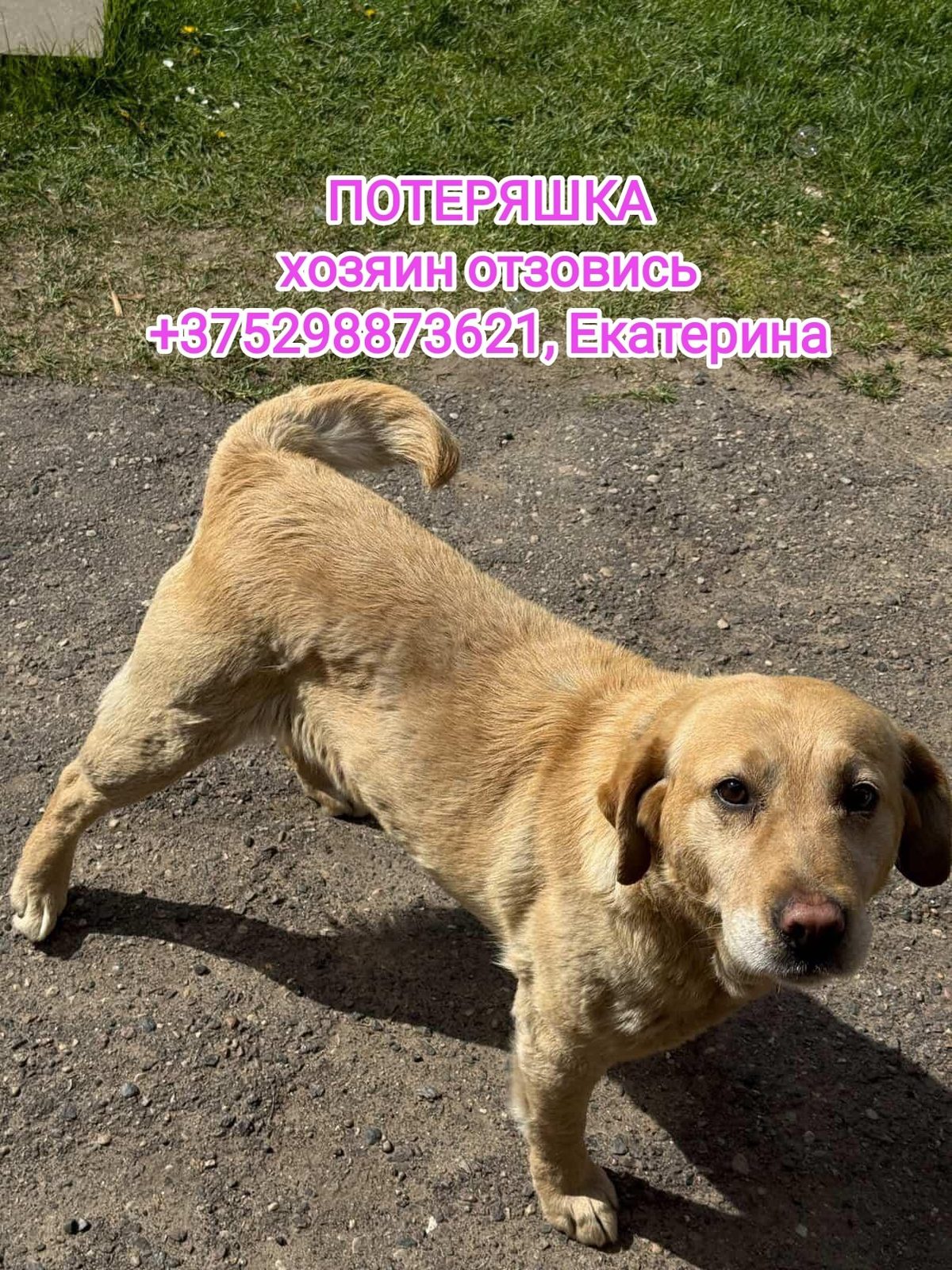 Найдена собака в Новогрудке — г. Новогрудок.