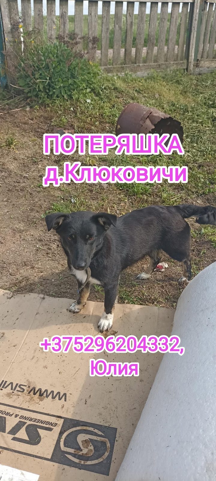 Пропала собака в Новогрудке — Забрали на Хутор.
