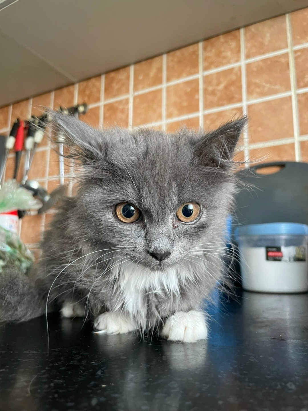 Найдена кошка в Могилёве — Отдам шикарную, очаровательную кошечку в добрые, ответственные руки. 😻 Была подобрана на улице…