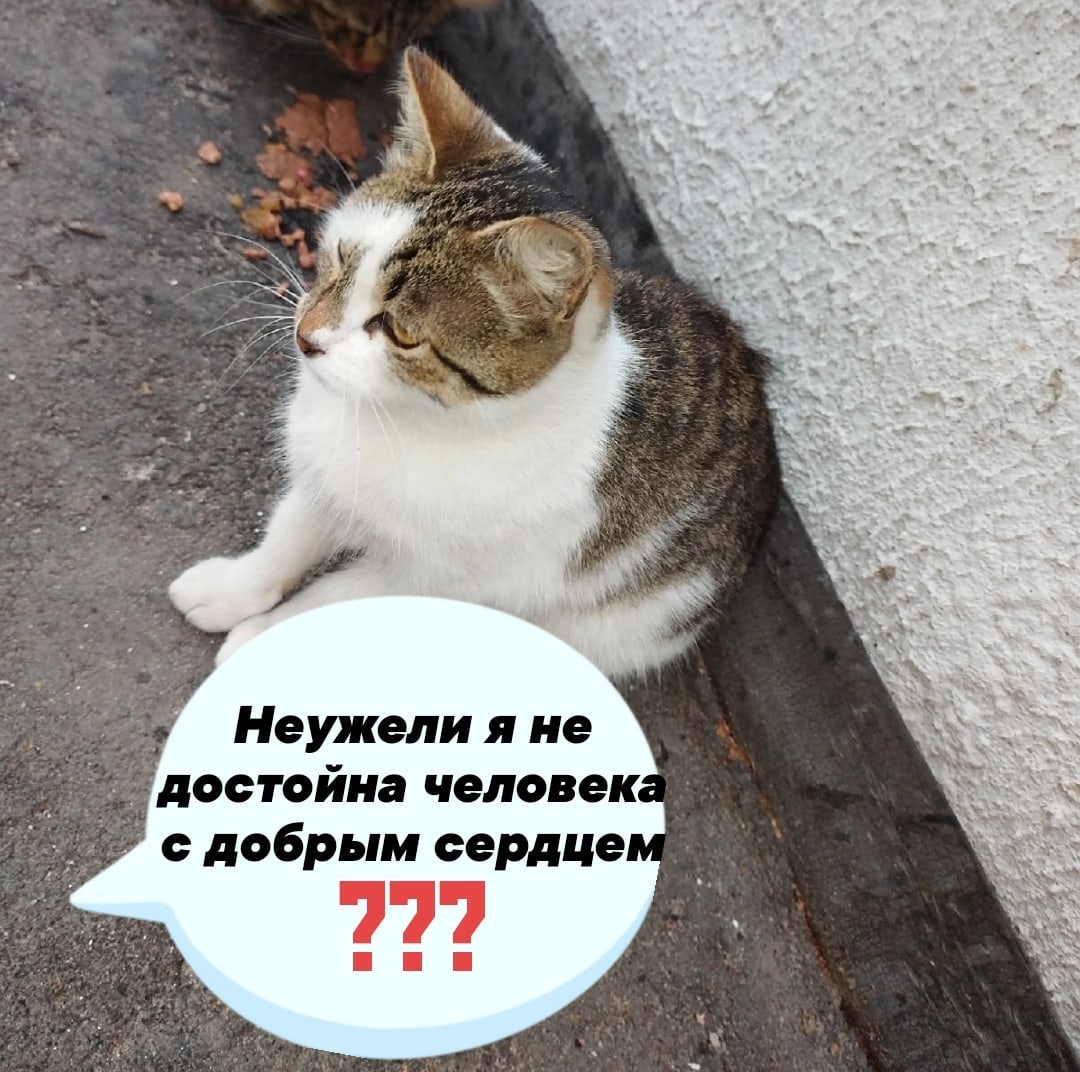 Найдена кошка в Могилёве — Детство не выходя из подвала...