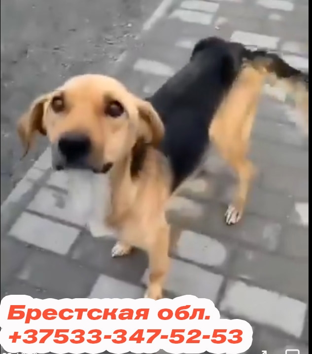 Найдена собака в Могилёве — СОС! СОС! СОС! Беларусь. Пост от Ольга Ледвик