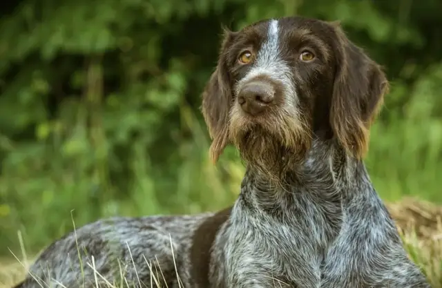 Найдена собака в Могилёве — фото объявления