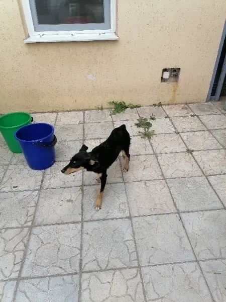 Найдена собака в Могилёве — Помогаю информационно