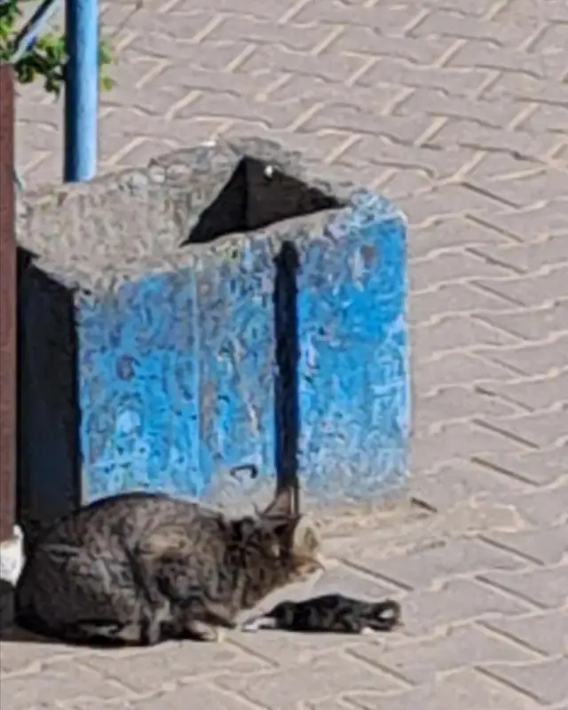 Найдена кошка в Могилёве — Борисов! 🆘️! 🆘️! 🆘️! Несчастная мамка сидит и смотрит как замерзает её последний выживший котенок!…
