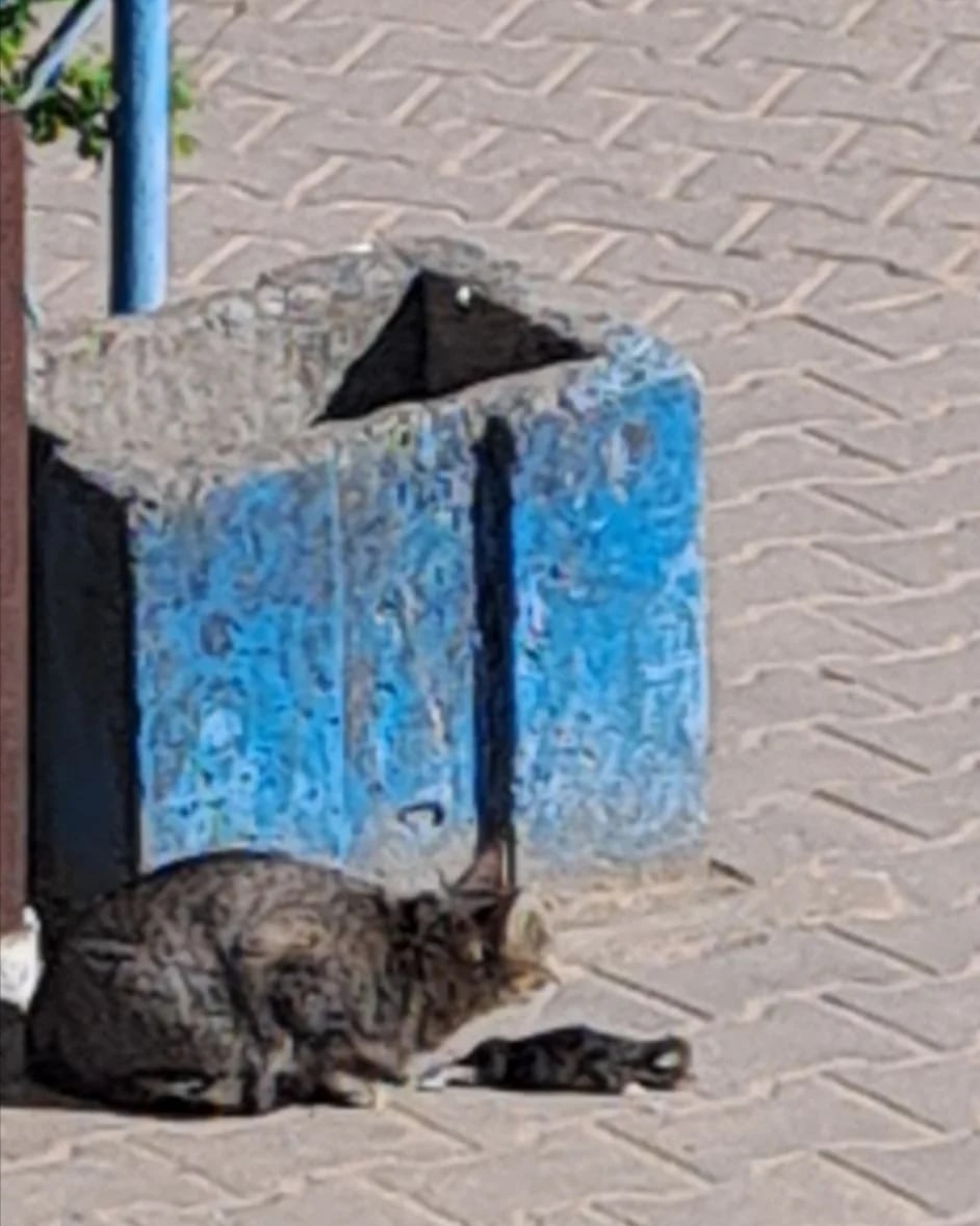 Найдена кошка в Могилёве — Борисов! 🆘️! 🆘️! 🆘️! Несчастная мамка сидит и смотрит как замерзает её последний выживший котенок!…