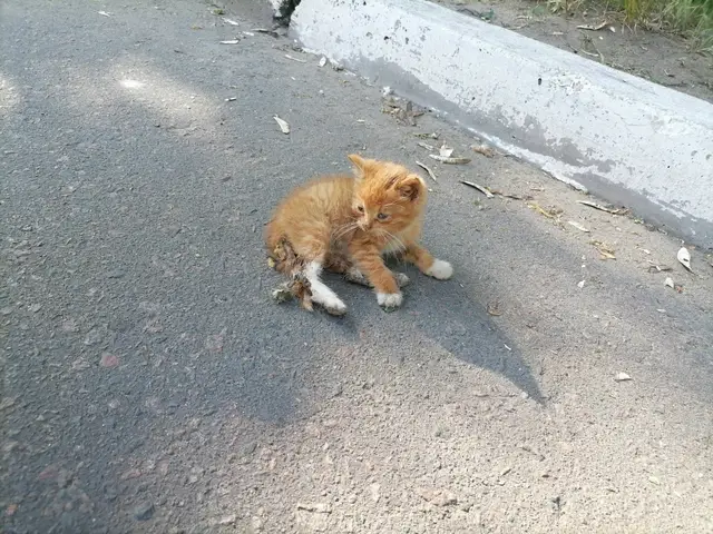 Найдена кошка в Могилёве — фото объявления