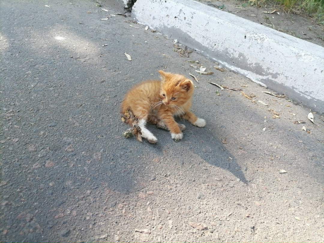 Найдена кошка в Могилёве — фото объявления