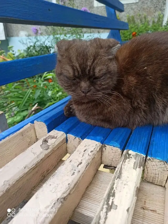 Пропала кошка в Могилёве — Могилев и вся Беларусь ! На одном из районов появился вот такой красивый, породный котейка из числа…
