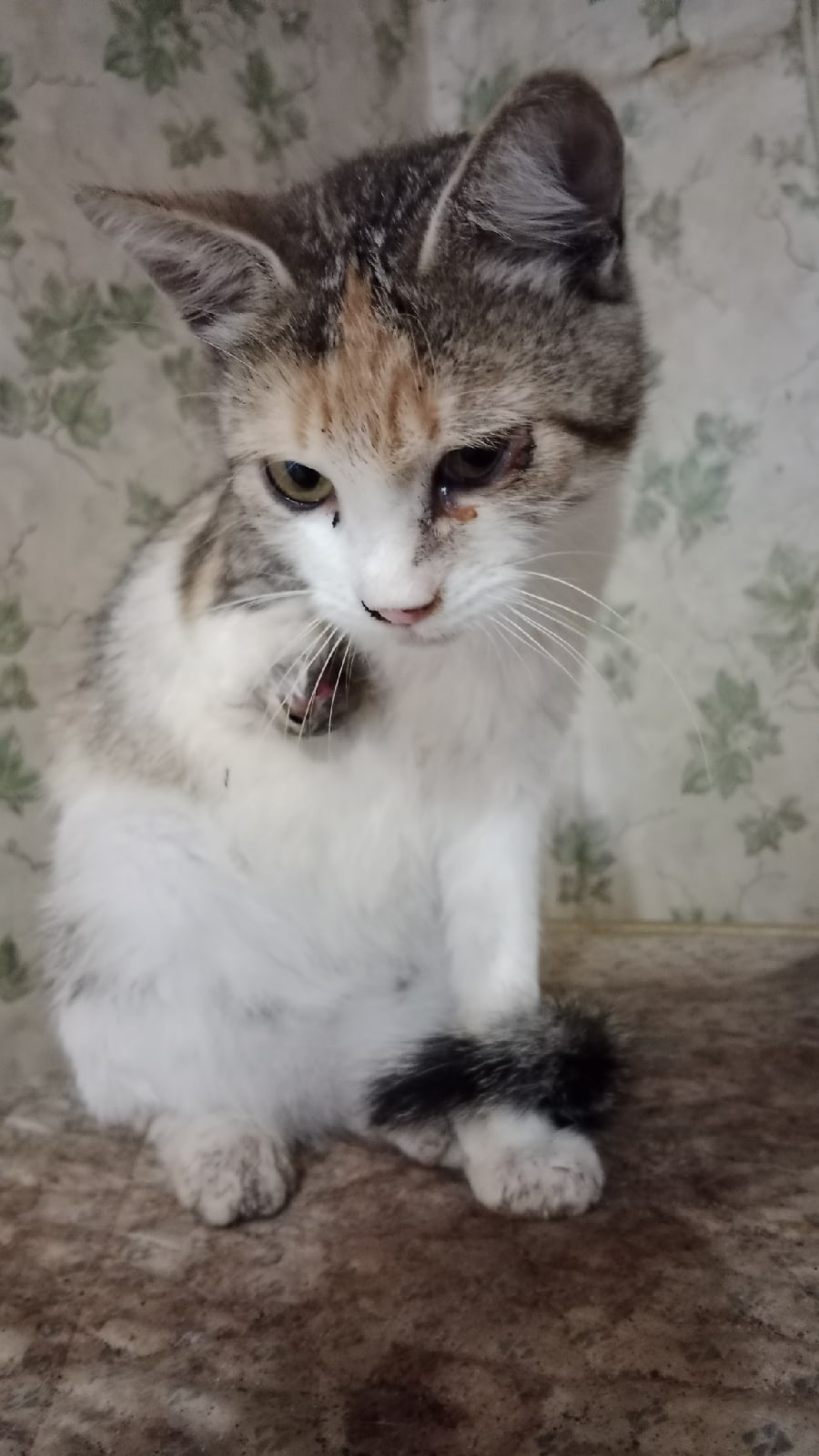 Найдена кошка в Могилёве — Всем доброго дня,найдена кошечка у которой оторвана лапка,возможна попала в капкан,бабушка забрала к…