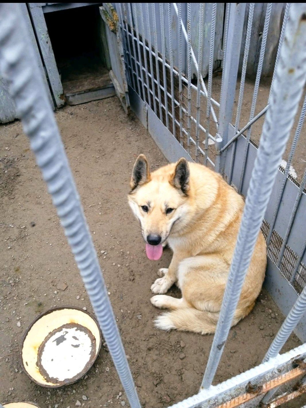 Пропала собака в Могилёве — Отлов!