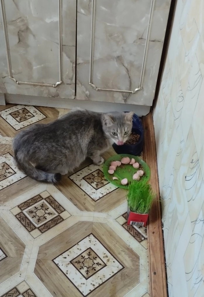 Найдена кошка в Слуцке — фото объявления