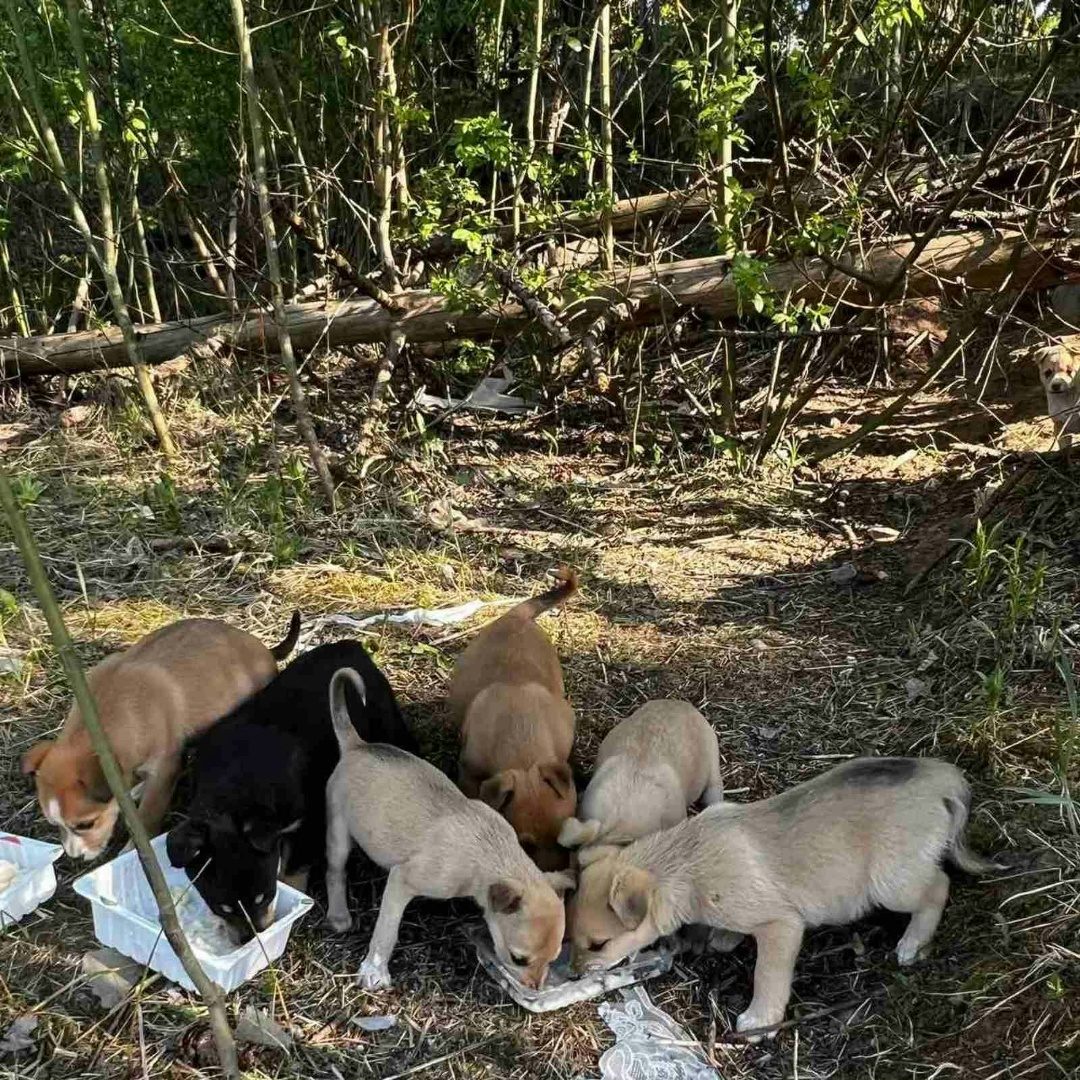 Найдена собака в Слуцке — SOS (dog)(dog)(dog) в лесополосе в Минском районе пос.Городище у дороги найдены 8 щенков. Рядом бегают…