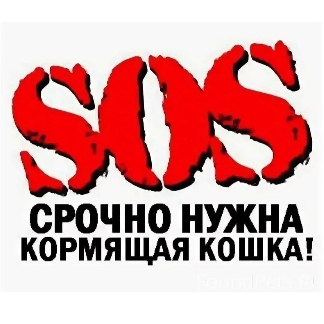 Найдена кошка в Слуцке — Срочно нужна кормящая кошка‼️ #Слуцк