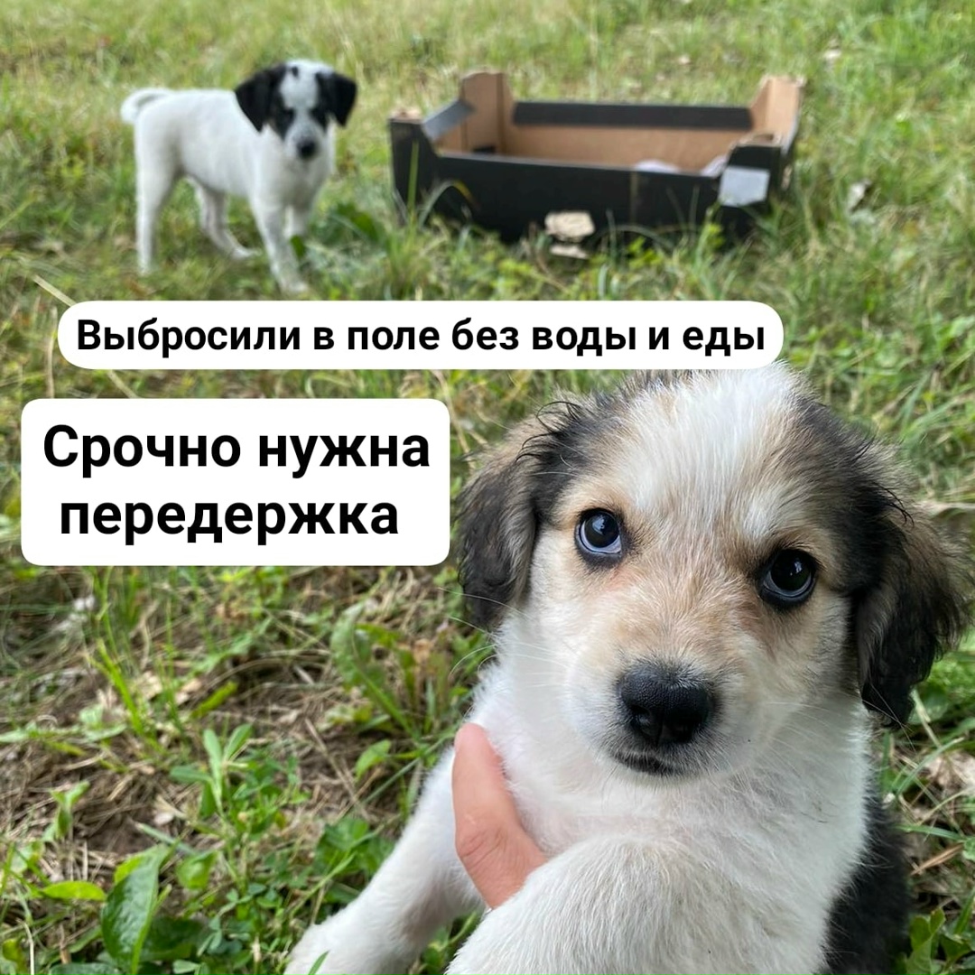 Найдена собака в Слуцке — ЩЕНКОВ ВЫБРОСИЛИ УМИРАТЬ В ПОЛЕ БЕЗ ВОДЫ И ЕДЫ🆘️