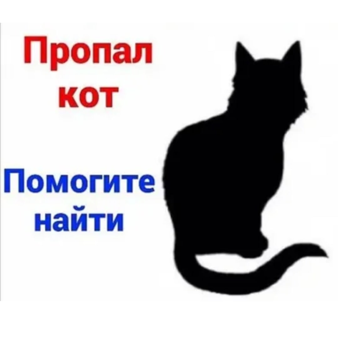 Пропала кошка в Слуцке — фото объявления
