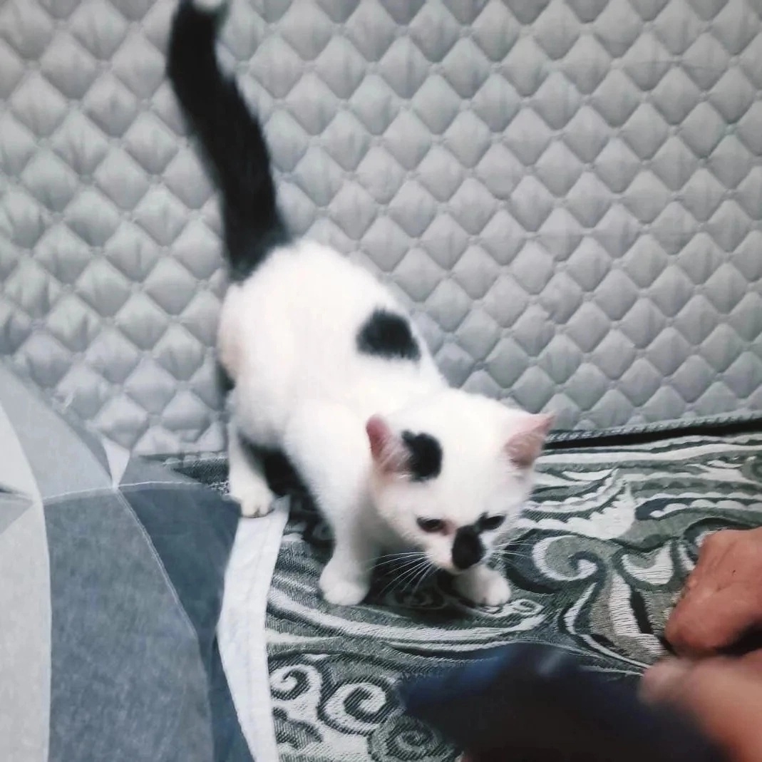 Найдена кошка в Слуцке — Котята-девочки с дачи срочно ищут дом! Пожалуйста, максимальный репост!🙏